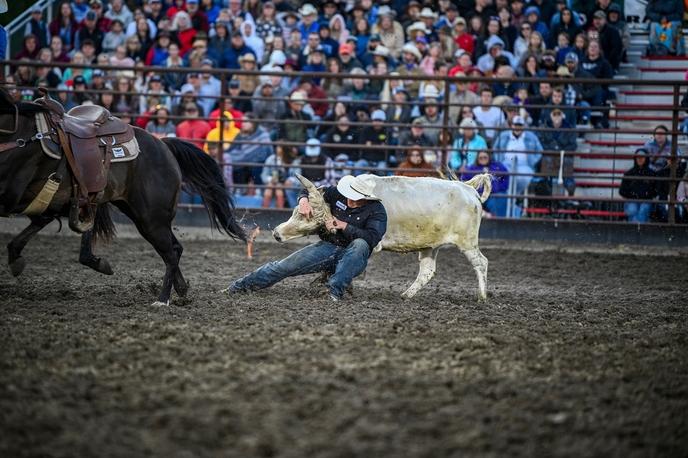 Wrestling the steer